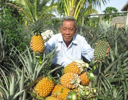Hiện nay, hàng năm ông xuất bán trên 20.000 tấn khóm, thu nhập trên 60 tỷ đồng
