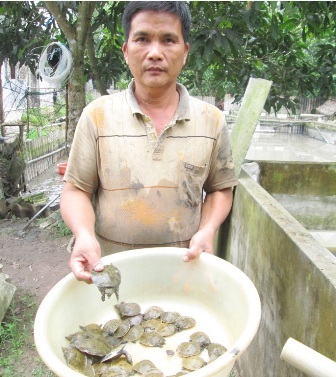 Thu tiền tỷ từ việc nuôi ba ba, cua đinh thương phẩm - 1 Ngoài việc nuôi ba ba, cua đinh thương phẩm ông Thủ còn cung cấp con giống của hai loài này