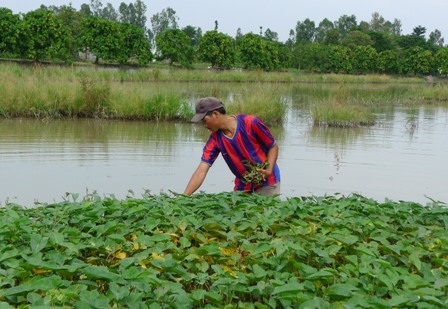 Dân nghèo mưu sinh mùa lũ - 9 Tranh thủ hái thêm rau muống, nhổ bông súng... bán, tăng thêm thu nhập