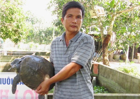 Thu tiền tỷ từ việc nuôi ba ba, cua đinh thương phẩm - 2 Từ việc bán con giống và thịt ba ba, cua đinh... mỗi năm ông Thủ lãi trên 1 tỷ đồng