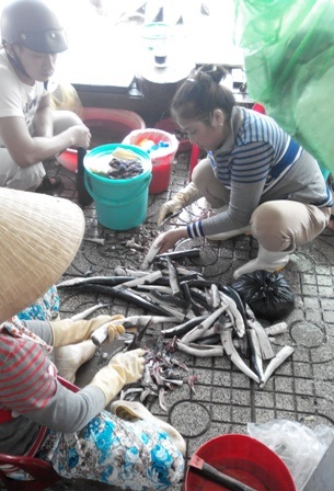 Đi chợ hải sản "giá rẻ bất ngờ" ở đảo ngọc Phú Quốc - 10 Cá trích