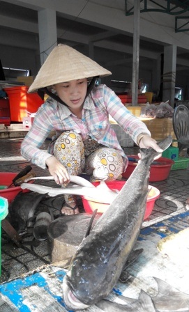 Đi chợ hải sản "giá rẻ bất ngờ" ở đảo ngọc Phú Quốc - 12 Cá bớp tươi ngon thế này chỉ có giá từ 120.000 - 160.000 đồng/kg