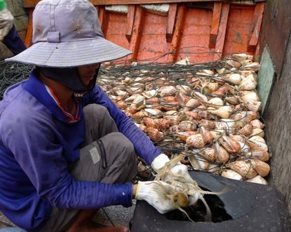 Đi chợ hải sản "giá rẻ bất ngờ" ở đảo ngọc Phú Quốc - 7 Bạch tuộc còn tươi sống như thế này chỉ có giá từ 60.000 - 80.000 đồng/kg