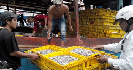 Ngư dân Phú Quốc “trúng mùa” cá cơm, lãi trăm triệu mỗi chuyến - 1 Ngư dân Phú Quốc “trúng mùa” cá cơm, lãi trăm triệu mỗi chuyến