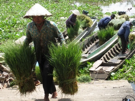 Những chợ “độc” vùng biên - 8 Nguồn rắn ở chợ chủ yếu là do từ nước bạn Campuchia mang qua bán lại cho các thương lái Việt.
