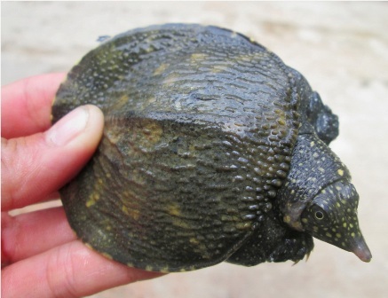 Thu tiền tỷ từ việc nuôi ba ba, cua đinh thương phẩm - 3 Hiện một con cua đinh cỡ này được bán 300.000 đồng/con