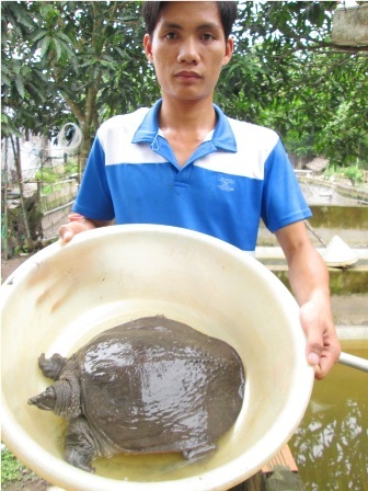 Thu tiền tỷ từ việc nuôi ba ba, cua đinh thương phẩm - 4 Chính vì lợi nhuận cao hơn ba ba nên hiện nay có nhiều người chuyển qua nuôi cua đinh