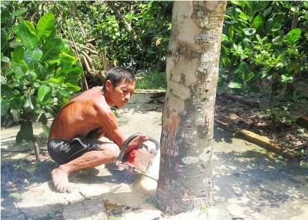 Thợ cưa cây một tay kỳ tài ở miền Tây - 1 Dù bị mất một bàn tay nhưng ông Đấu hành nghề cưa cây suốt 40 năm qua