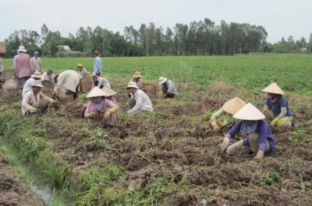 Hơn 4 năm đào tạo nghề cho gần 77.000 lao động nông thôn - 1 Hơn 4 năm đào tạo nghề cho gần 77.000 lao động nông thôn