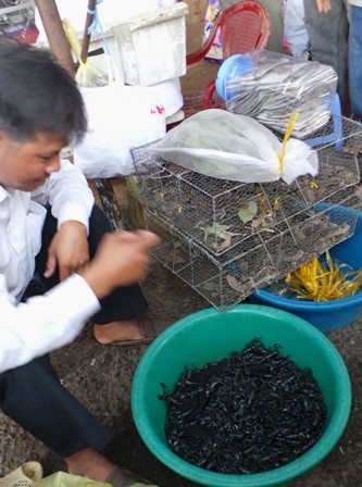 Những chợ “độc” vùng biên - 2 Chợ côn trùng hay còn gọi là chợ sung dược mọc lên ở một góc chợ Tịnh Biên.