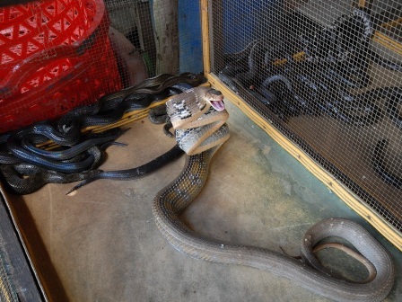 Những chợ “độc” vùng biên - 7 Nguồn rắn ở chợ chủ yếu là do từ nước bạn Campuchia mang qua bán lại cho các thương lái Việt.