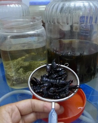 Những chợ “độc” vùng biên - 3 Chợ côn trùng hay còn gọi là chợ sung dược mọc lên ở một góc chợ Tịnh Biên.