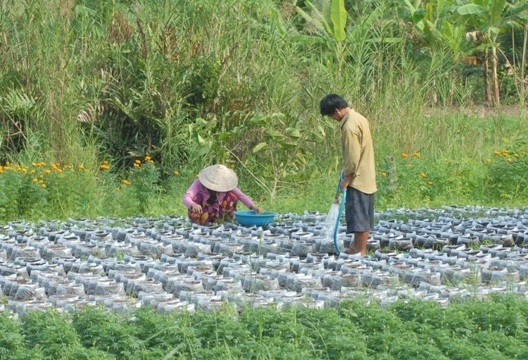 Thành phố hoa “chạy nước rút” đón mùa hoa tết - 1 Bà con trồng hoa đang tất bật với mùa hoa tết 2015