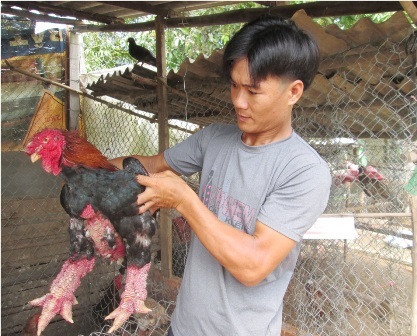 Theo anh Toản cho biết gà Đông Tảo rất thích hợp với khí hậu và thổ nhưỡng ở Nam Bộ