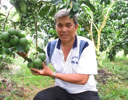 Cam xoàn ít hạt, thơm ngon và ngọt, được xem như ngọt nhất trong tất cả các loại cam.