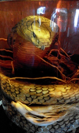 Bình rượu ngâm rắn hổ mang khủng.