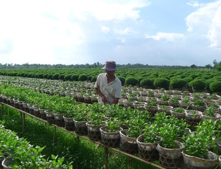 Thành phố hoa “chạy nước rút” đón mùa hoa tết - 2 Tại thành phố hoa Sa Đéc có hơn 2.000 chủng loại hoa kiểng.