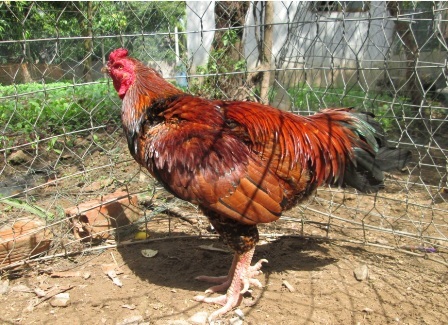 Giống gà chín cựa có giá rất cao, nhất là những con gà đủ chín cựa có giá trên chục triệu đồng