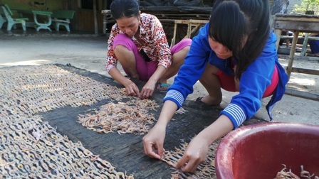 Mùa kiếm tiền nhờ món "vũ nữ chân dài" độc nhất miền Tây - 4 Nhái tươi lột da xong người dân ướp gia vị và để khoảng 30 phút mới mang nhái ra phơi