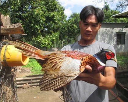 Ngoài nuôi gà Đông Tảo anh Toản còn nuôi chim trĩ