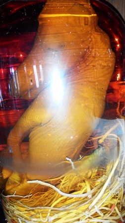 Bình rượu thứ 2 là nguyên con ngựa con.