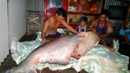 “Điểm mặt” những con cá khủng quý hiếm ở miền Tây - 4 Mới đây, ngày