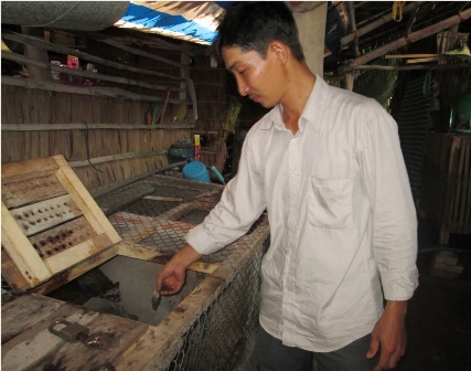 Một chỉ vàng 9999 không mua được cặp chồn giống