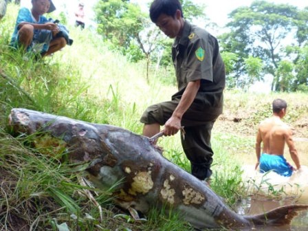 “Điểm mặt” những con cá khủng quý hiếm ở miền Tây - 1 “Điểm mặt” những con cá khủng quý hiếm ở miền Tây