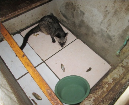 Thức ăn của chồng, gồm cá sống, chuối, cua... nên chi phí thức ăn cho chồn cũng rất thấp