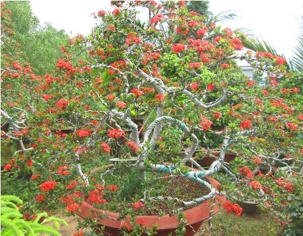 Cây kiểng bông trang chơi tết có giá nghìn “đô” - 2 Để tạo dáng cho bông trang người dân phải mất 6 tháng uốn cành và 3 năm tạo dáng