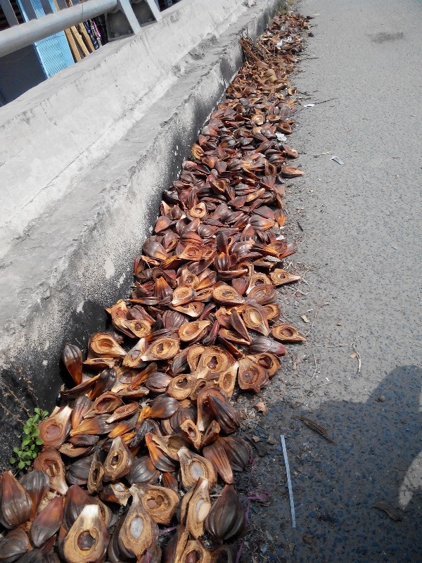 Đường dẫn lên nhịp chính người dân vô tư mang vỏ dừa nước ra phơi