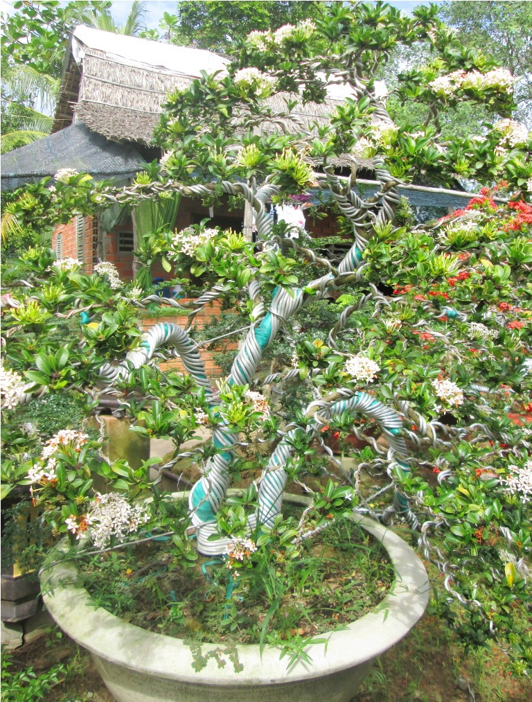 Cây kiểng bông trang chơi tết có giá nghìn “đô” - 4 Việc tạo dáng cho cây bông trang rất công phu