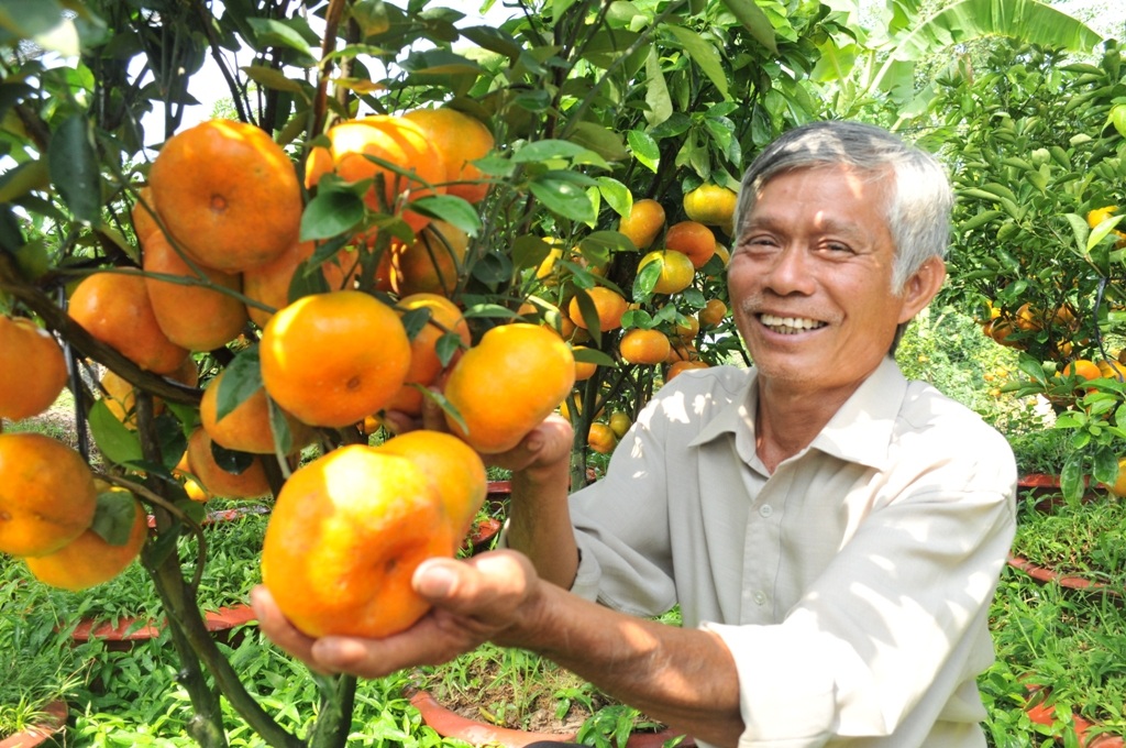 Lão nông thu lãi hàng trăm triệu nhờ trồng quýt hồng trong chậu - 4 Năm nay ông Ràng phấn khởi bởi ông xử lý được vỏ quýt mỏng, bóng kiếng.