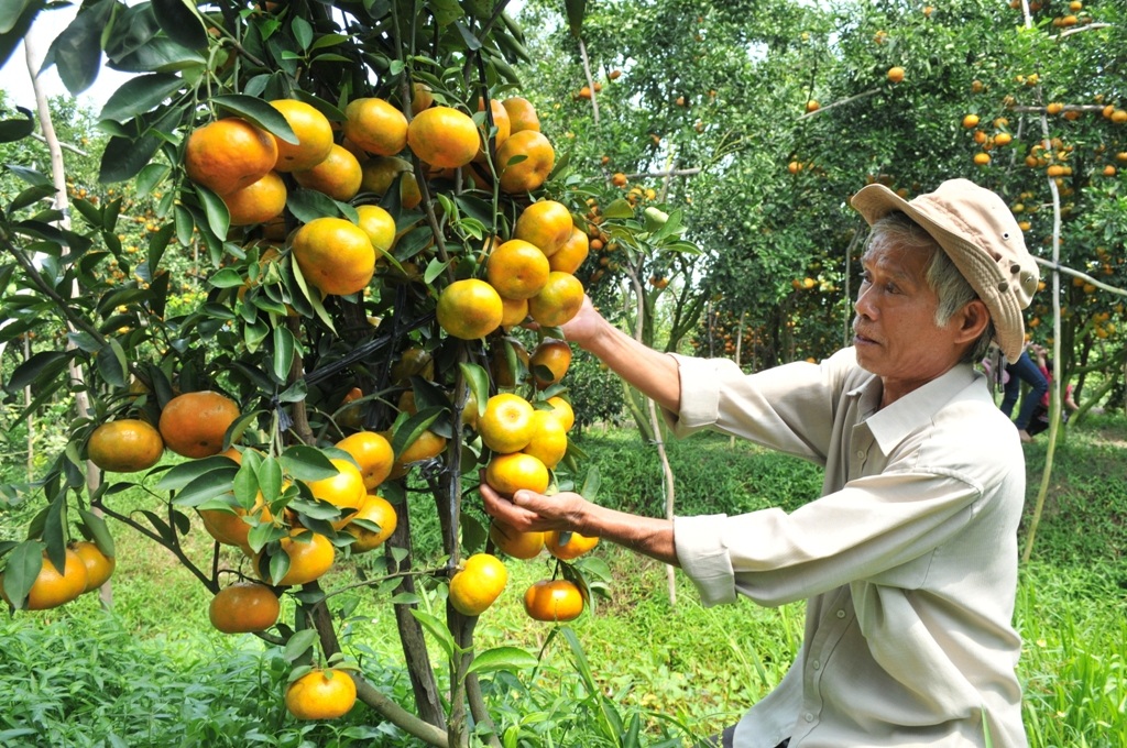 Lão nông thu lãi hàng trăm triệu nhờ trồng quýt hồng trong chậu - 8 Với vườn quýt hồng trong chậu, mỗi năm ông Ràng thu lãi trên 200 triệu đồng.