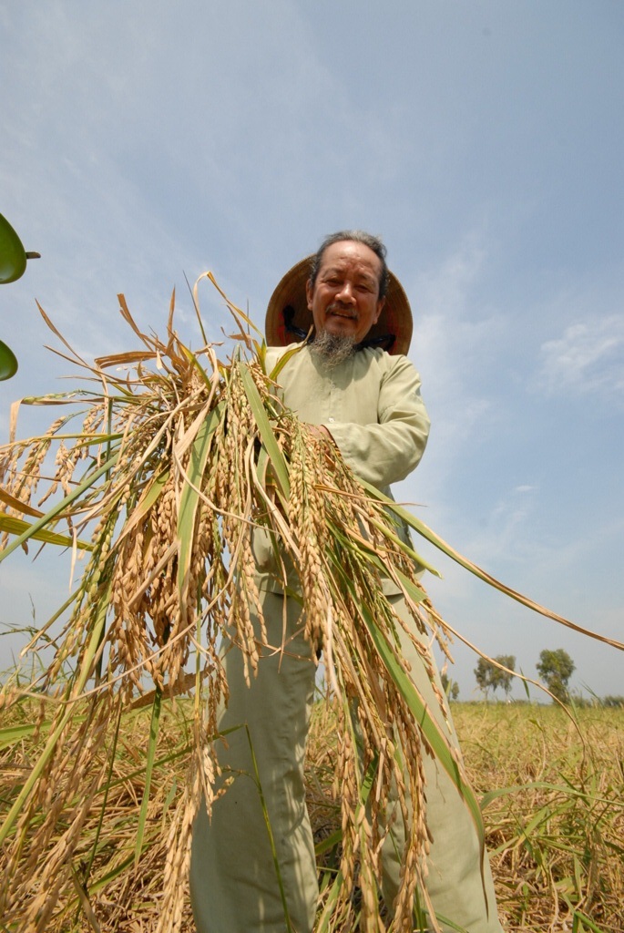 Khi thu hoạch xong lúa mùa nổi, nông dân tận dụng phần rơm rạ để trồng hoa mùa, tăng thêm thu nhập