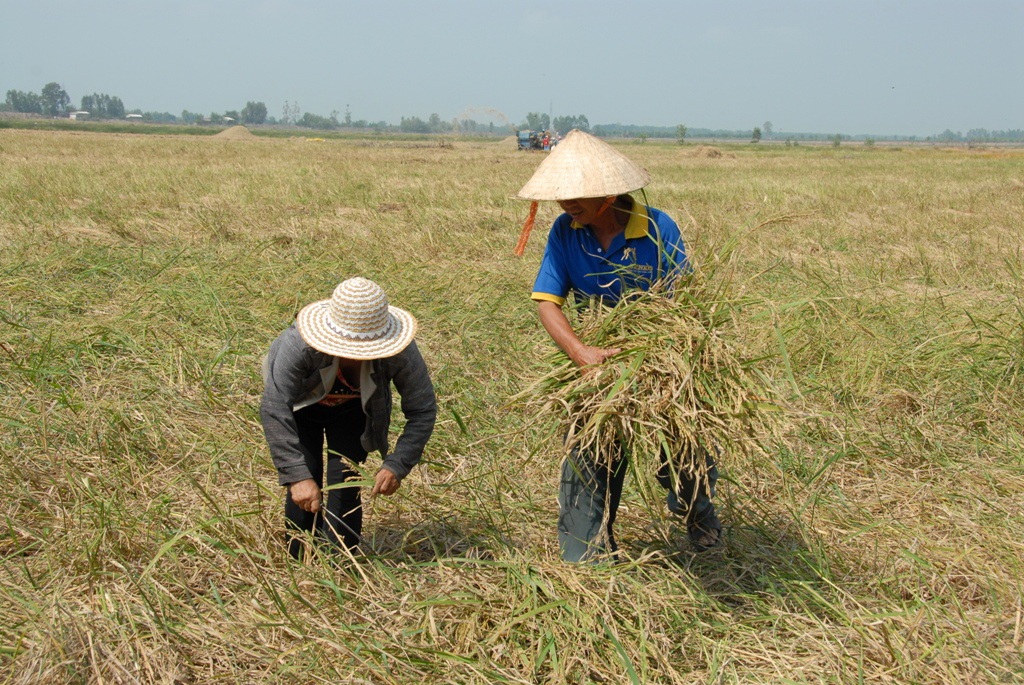 Khi thu hoạch xong lúa mùa nổi, nông dân tận dụng phần rơm rạ để trồng hoa mùa, tăng thêm thu nhập