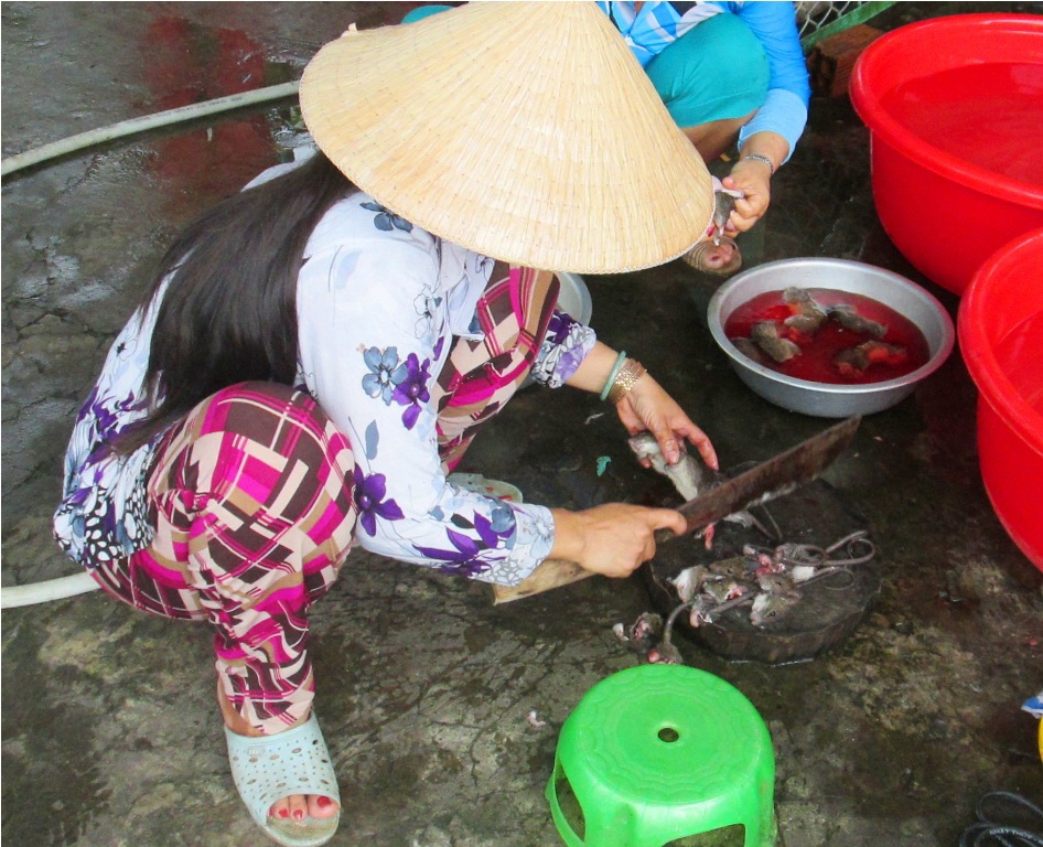 Chuột đồng bắt về làm sạch