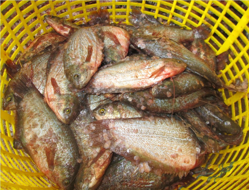 Cá được đánh vẩy xong.