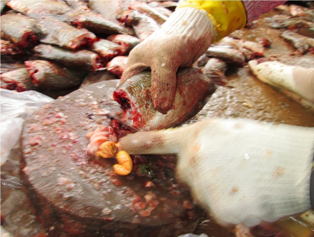 Sau đó tiến hành lấy ruột và trứng