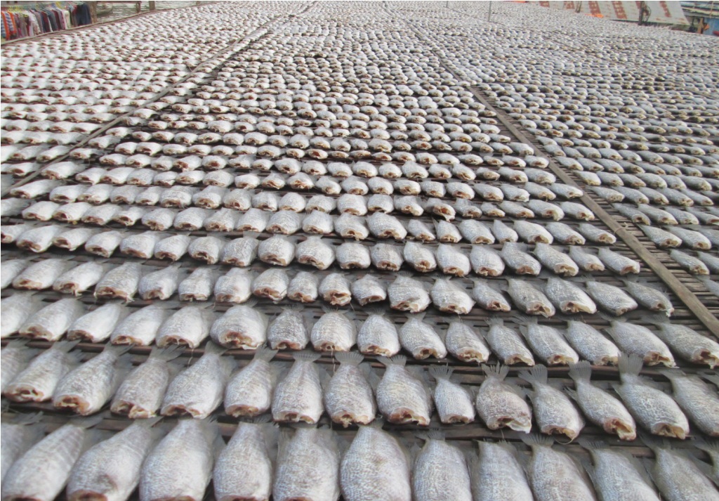 Cá được đem ướp gia vị và tiến hành phơi nắng.