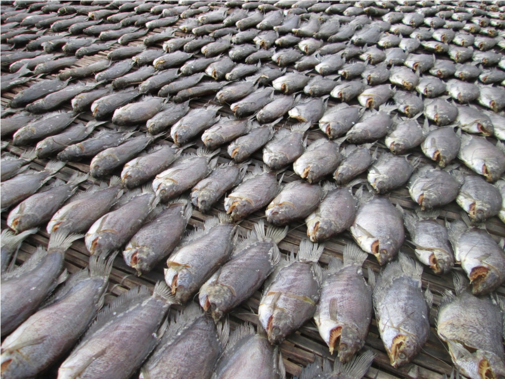 Cá được đem ướp gia vị và tiến hành phơi nắng.