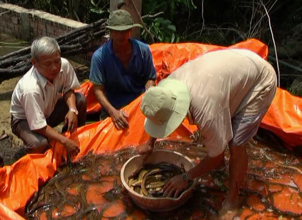 Không chỉ mô hình nuôi tôm mà các mô hình nuôi lươn, cá lóc... cũng trúng mùa, được giá