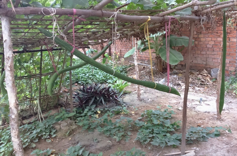 Đầu năm ngắm trái mướp “siêu dài” ở TP. Cần Thơ - 1 Giàn mướp siêu dài của bà Chín Khương