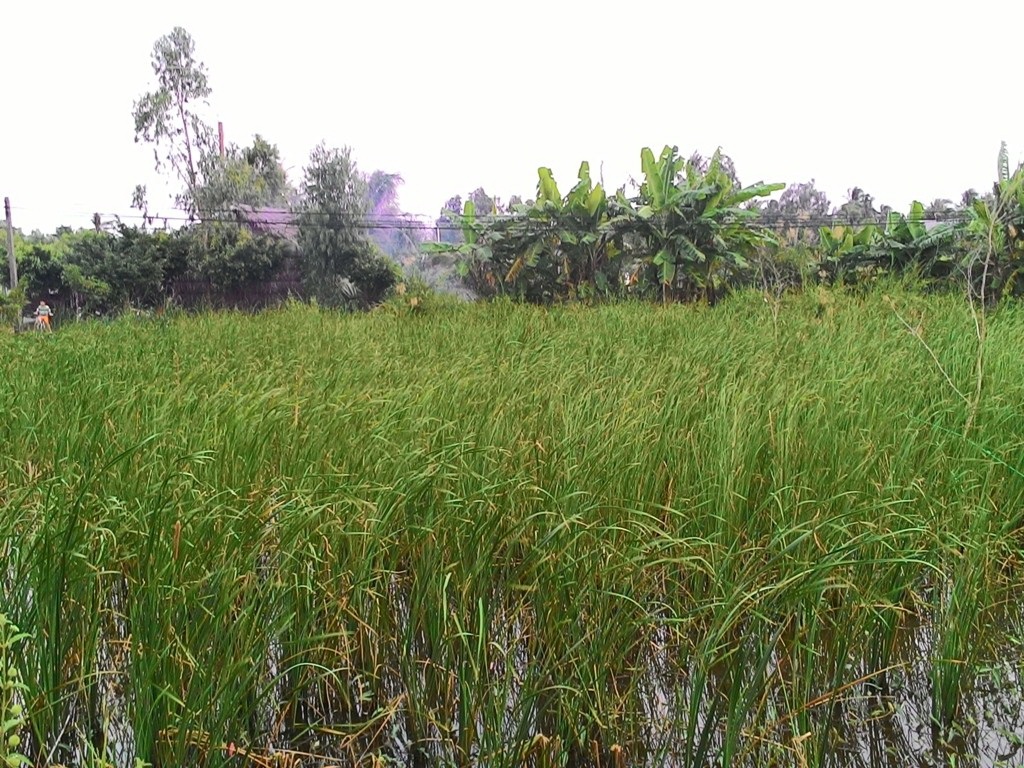 Trước kia cây bồn bồn chỉ là cây gây hại, chẳng khác một loại cỏ khó diệt cho người nông dân