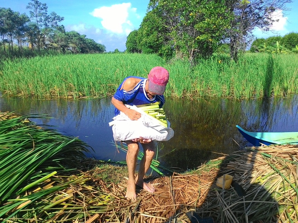 Dần dà bà con bắt đầu biết khai thác làm dưa bồn bồn