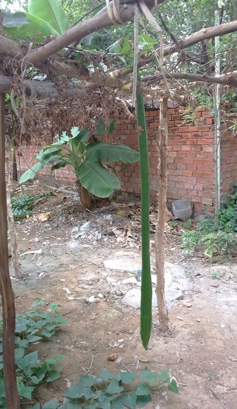 Đầu năm ngắm trái mướp “siêu dài” ở TP. Cần Thơ - 2 Nhiều trái mướp dài gần 2m