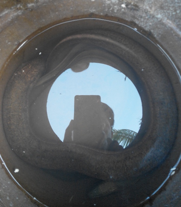 Cận Tết, bắt được lươn đồng "khủng" - 2 Hiện anh giữ lại con lươn khủng này để đãi bạn bè chứ không bán