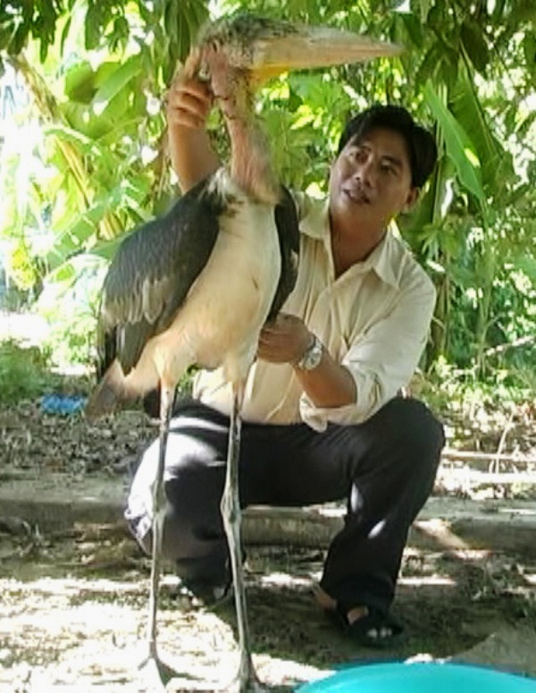 Thả chim “khủng” cao hơn 1m, nặng hơn 6kg về tự nhiên - 1 Chim Già Đãy là một