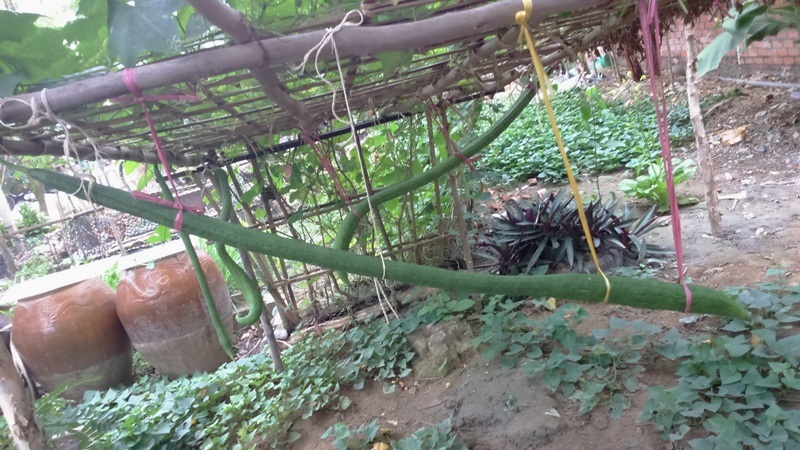 Đầu năm ngắm trái mướp “siêu dài” ở TP. Cần Thơ - 3 Do trái mướp quá dài nên gia đình bà Chín phải dùng dây treo lên như thế này