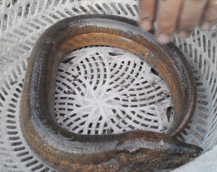 Cận Tết, bắt được lươn đồng "khủng" - 1 Lươn đồng khủng